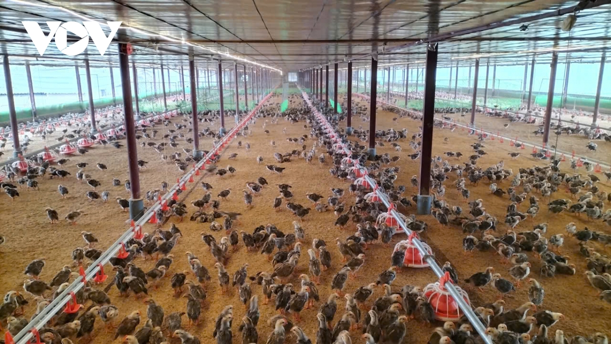 Hiệu quả từ việc sử dụng chế phẩm sinh học trong chăn nuôi gà ở Thái Nguyên