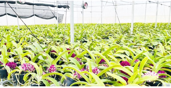 Xây dựng mô hình ứng dụng công nghệ cao sản xuất hoa lan nghinh xuân trong nhà lưới - Cổng thông tin điện tử Cục Thông tin, Thống kê