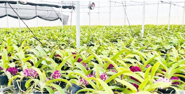 Xây dựng mô hình ứng dụng công nghệ cao sản xuất hoa lan nghinh xuân trong nhà lưới