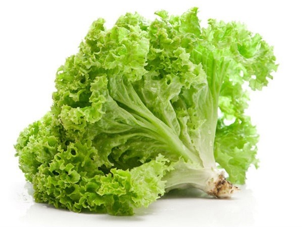 Rau diếp xoăn: Thực phẩm tự nhiên hỗ trợ gan và giấc ngủ