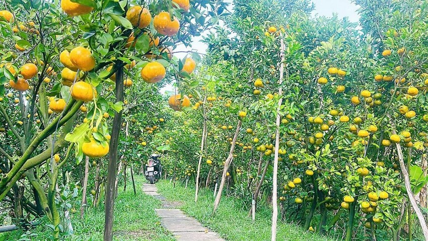 "Vương quốc quýt hồng" miền Tây rực sắc vàng cam, khách đổ về nườm nượp