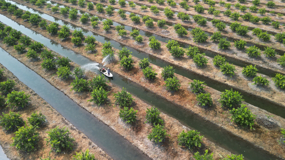 B&aacute;m đất bi&ecirc;n cương, l&agrave;m gi&agrave;u từ vườn chanh sạch