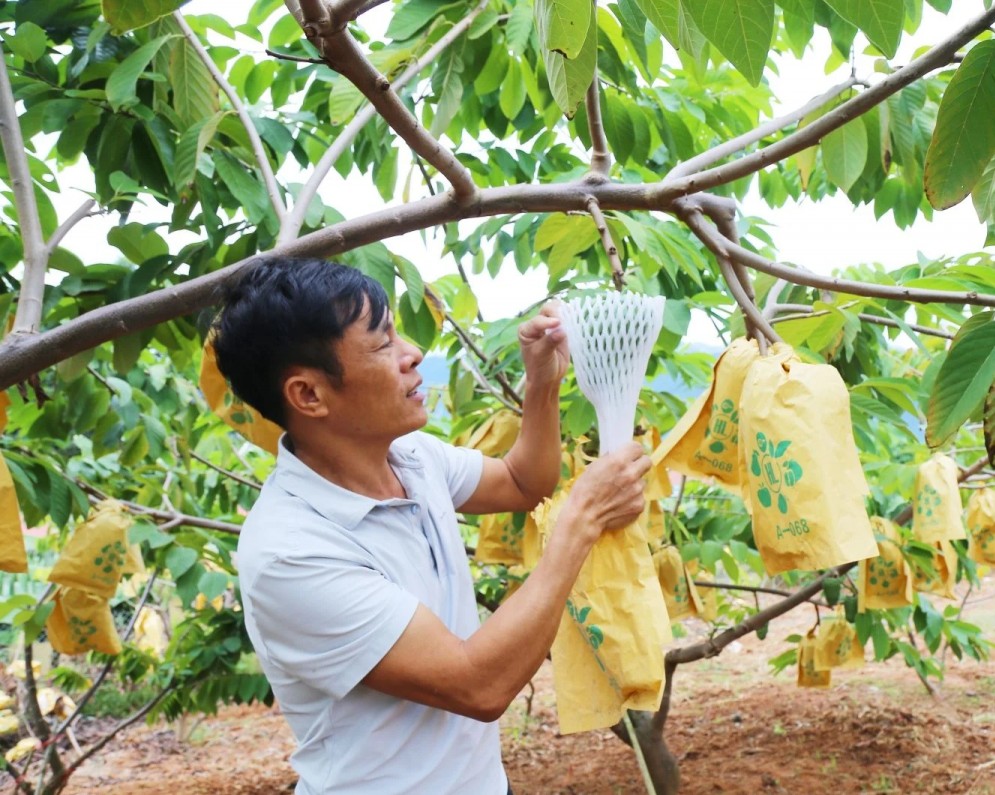 Nông nghiệp hữu cơ – Hướng đi tất yếu cho nông nghiệp bền vững