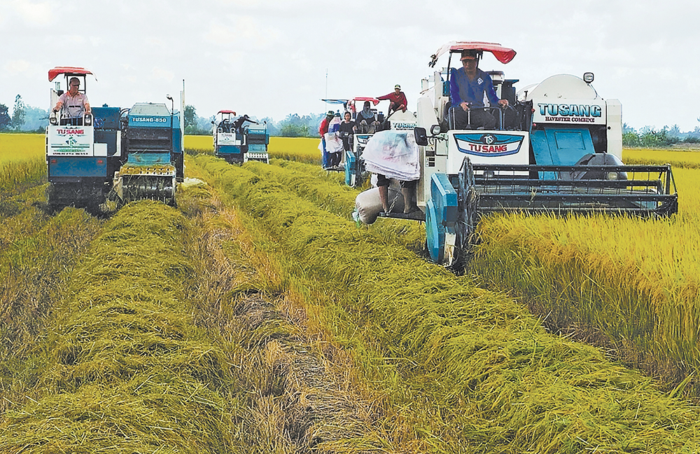 Nhân rộng mô hình sản xuất lúa chất lượng cao và phát thải thấp