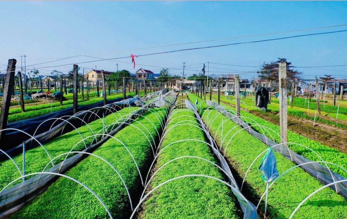 Lĩnh vực nông nghiệp tại Huế tiếp tục chuyển dịch theo hướng bền vững.