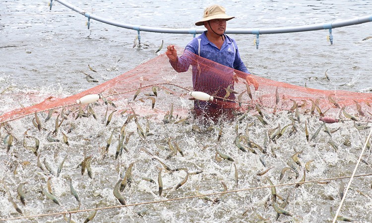 Hoạt động thủy sản phát triển ổn định, tổng sản lượng tăng 1,6% so với năm 2024