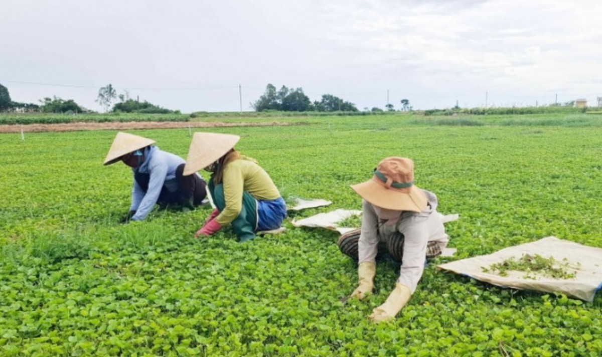 Chương trình xây dựng nông thôn mới gắn với giảm nghèo bền vững tiếp tục đạt nhiều kết quả tích cực.