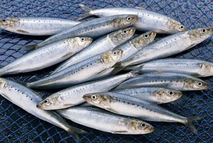 Vì sao cá mòi được ví như kho dinh dưỡng tự nhiên?