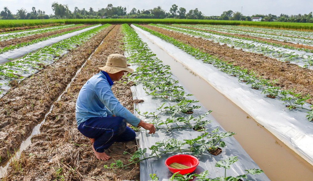 Rộn ràng mùa dưa hấu Tết