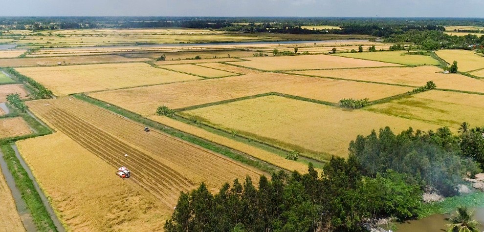 Lúa - Tôm: Hướng đi bền vững cho nông nghiệp sinh thái