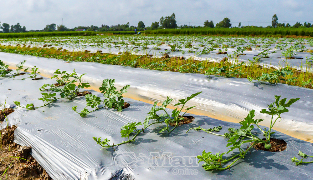 Rộn ràng mùa dưa hấu Tết