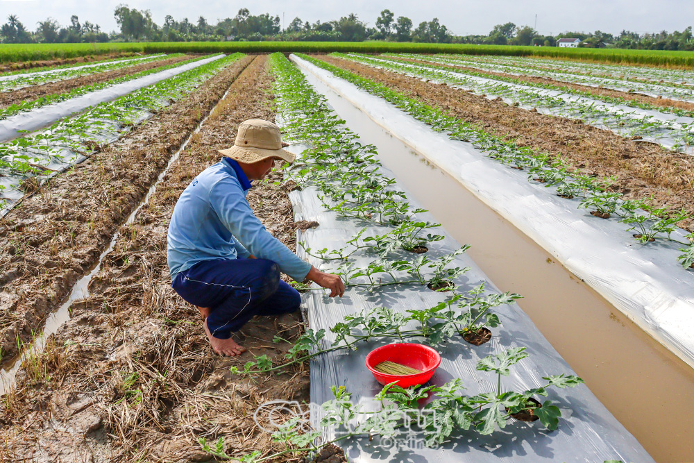 Rộn ràng mùa dưa hấu Tết