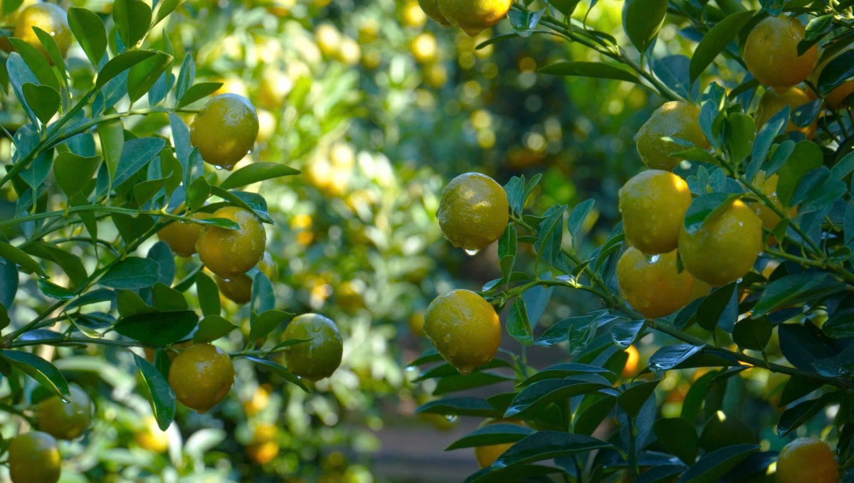 Vườn quất cảnh Hội An Tây vào mùa chăm sóc hoàn thiện, trái căng tròn, xanh mướt, hứa hẹn một vụ Tết được mùa, được giá