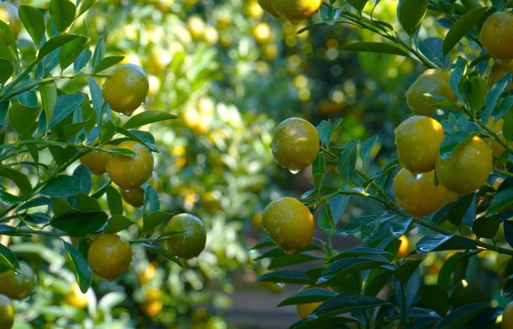 Quất cảnh Hội An Tây hút thương lái sớm, nhà vườn trúng vụ Tết