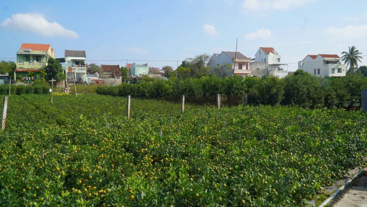 Toàn cảnh vùng trồng quất cảnh phường Hội An Tây trước vụ Tết.