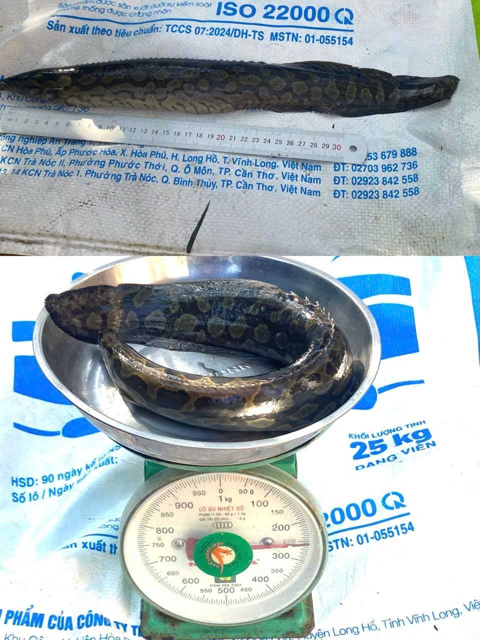 Kiểm tra kích thước, trọng lượng cá chạch lấu.