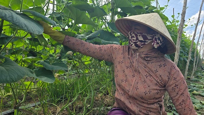 Nông nghiệp hữu cơ tăng nhanh, nhưng vẫn nhỏ bé trong cuộc chơi toàn cầu