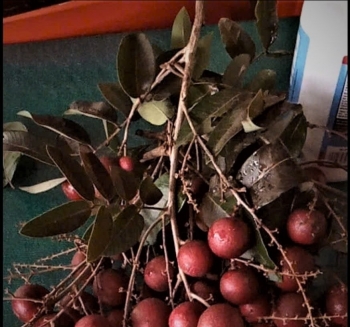 Cực phẩm nhãn đỏ đột biến mang sắc màu may mắn, tài lộc từ bàn tay ông nông dân Vĩnh Long