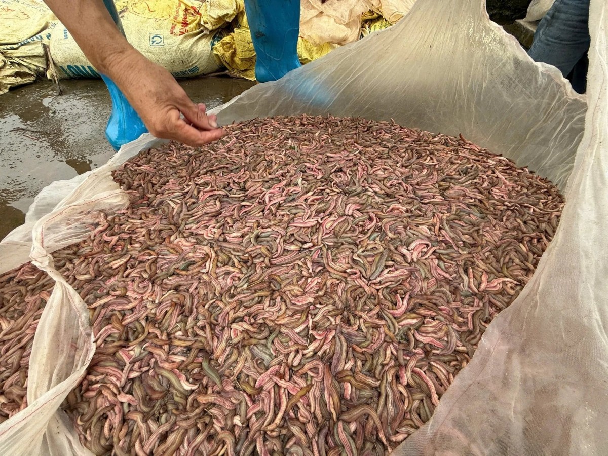 Rươi Vĩnh Bảo được bảo hộ nhãn hiệu tập thể, nâng tầm đặc sản Hải Phòng