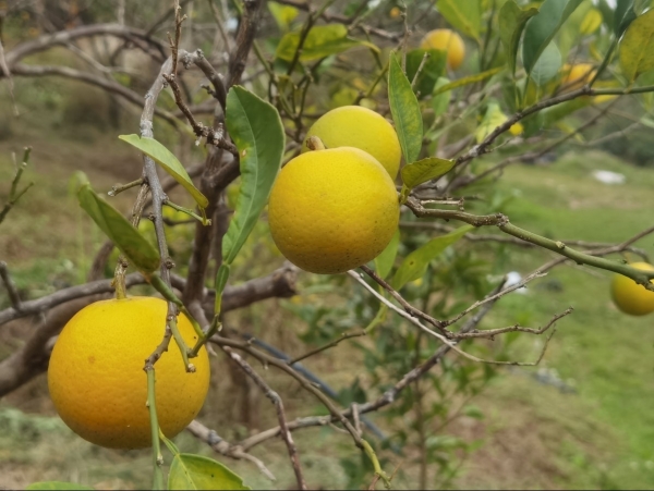 doc dao mo hinh trong cam huu co ket hop voi du lich trai nghiem