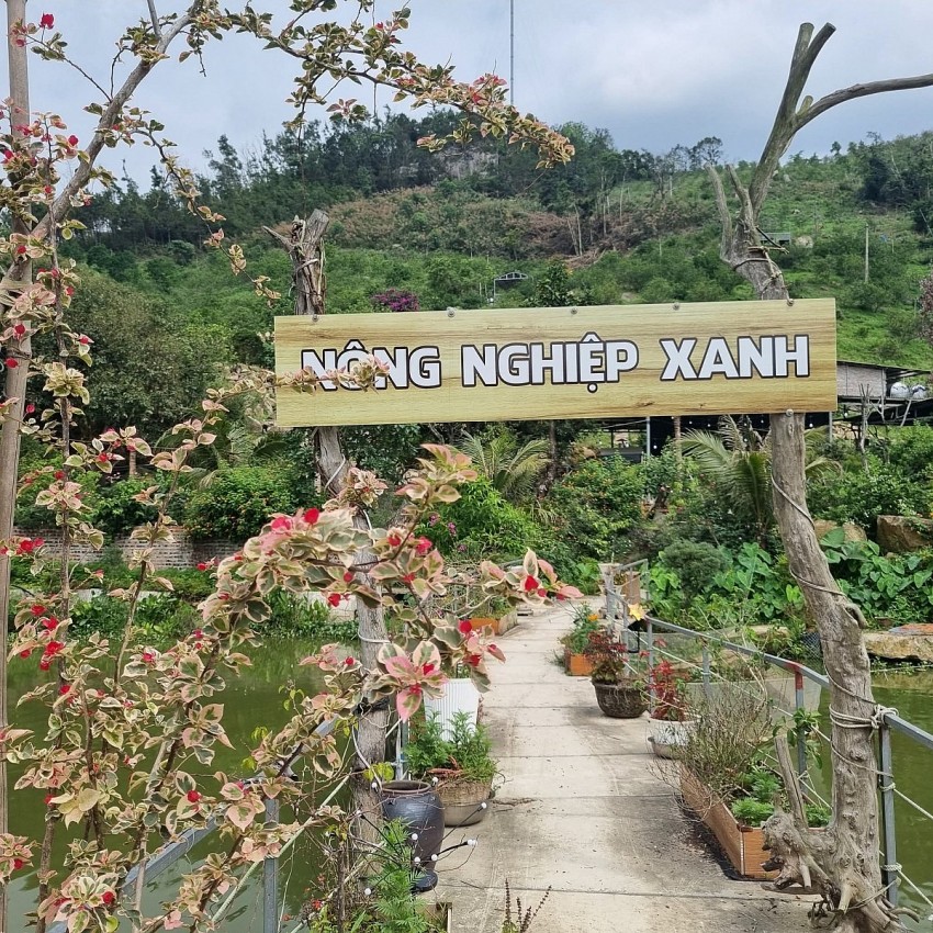 vườn cam Nông Nghiệp Xanh 1983, ở thôn 10/10,Đặc khu Vân Đồn. Ảnh: Duy Tùng