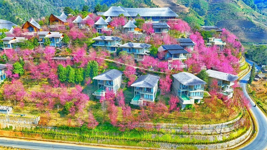 Rực rỡ sắc hoa Tớ Dày trên non cao Mù Cang Chải