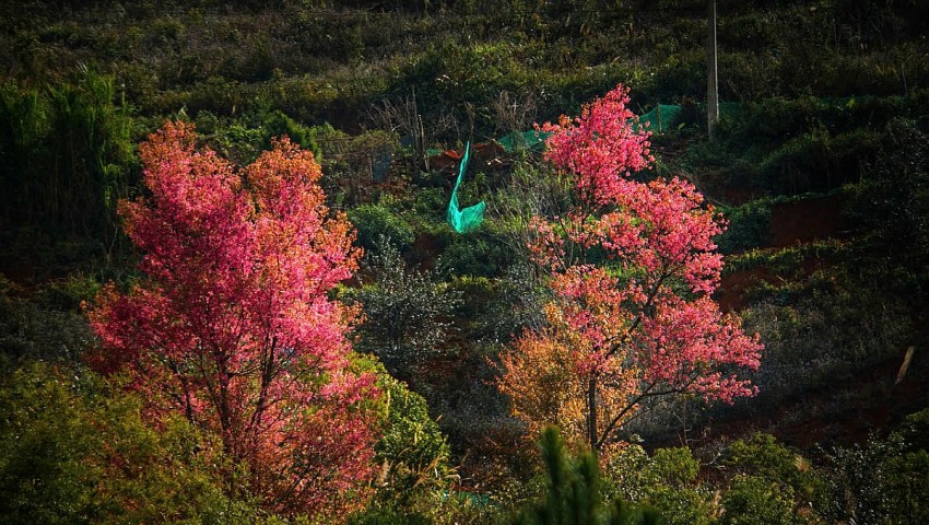 Rực rỡ sắc hoa Tớ Dày trên non cao Mù Cang Chải