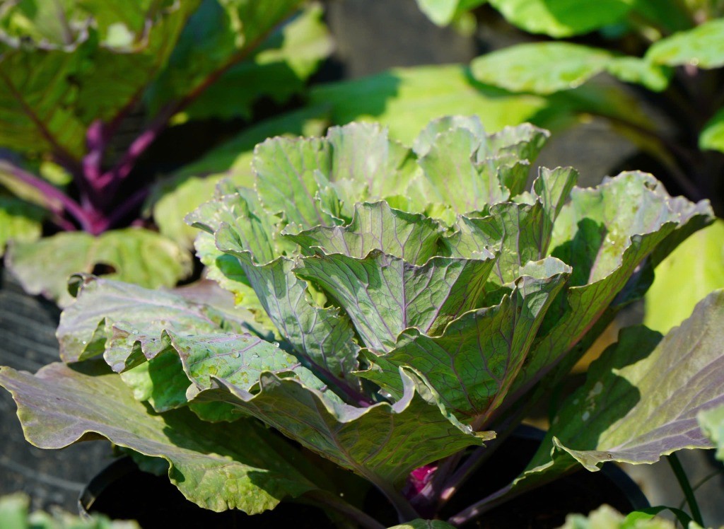 N&ocirc;ng d&acirc;n Phước L&yacute; tất bật chăm s&oacute;c hoa, rau phục vụ tết