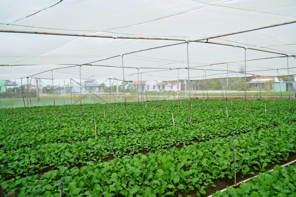 N&ocirc;ng d&acirc;n Phước L&yacute; tất bật chăm s&oacute;c hoa, rau phục vụ tết