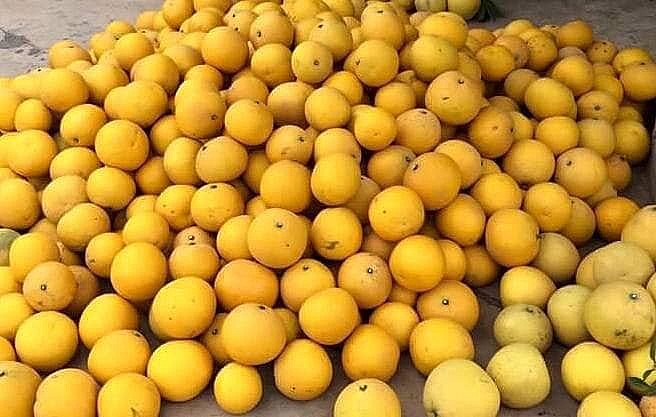 Bưởi Diễn Hưng Yên: Vị ngọt phù sa chinh phục thị trường Tết