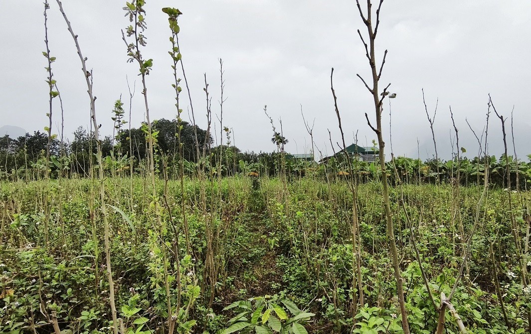 Cây gai - con tằm: Nông nghiệp giữa an yên và canh bạc mùa vụ