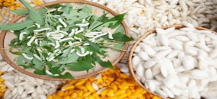 Cây gai - con tằm: Nông nghiệp giữa an yên và canh bạc mùa vụ