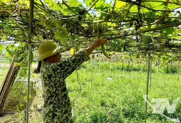 Định hướng sản xuất, nâng giá trị cây trồng