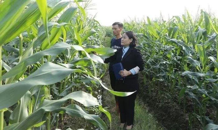 Chú trọng liên kết, nâng giá trị cây vụ đông