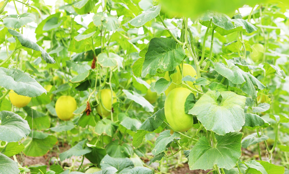 Bắc Ninh ban hành chính sách mới hỗ trợ phát triển nông nghiệp, nông thôn giai đoạn 2026 – 2030