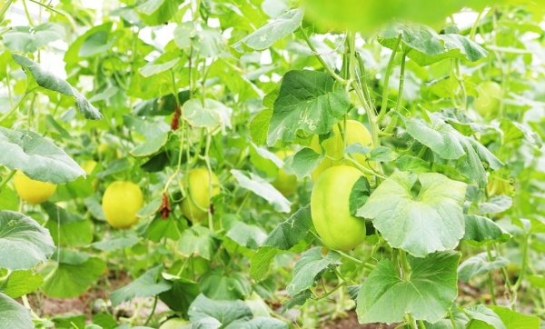 Bắc Ninh ban hành chính sách mới hỗ trợ phát triển nông nghiệp, nông thôn giai đoạn 2026 – 2030