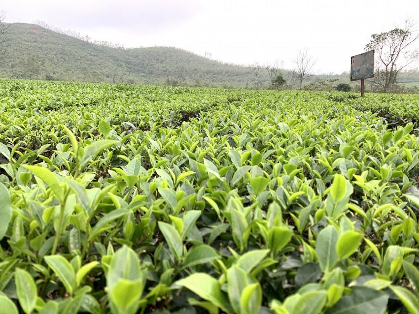 Tín chỉ carbon - “chìa khóa vàng” cho nông nghiệp hữu cơ - Bài 3: 