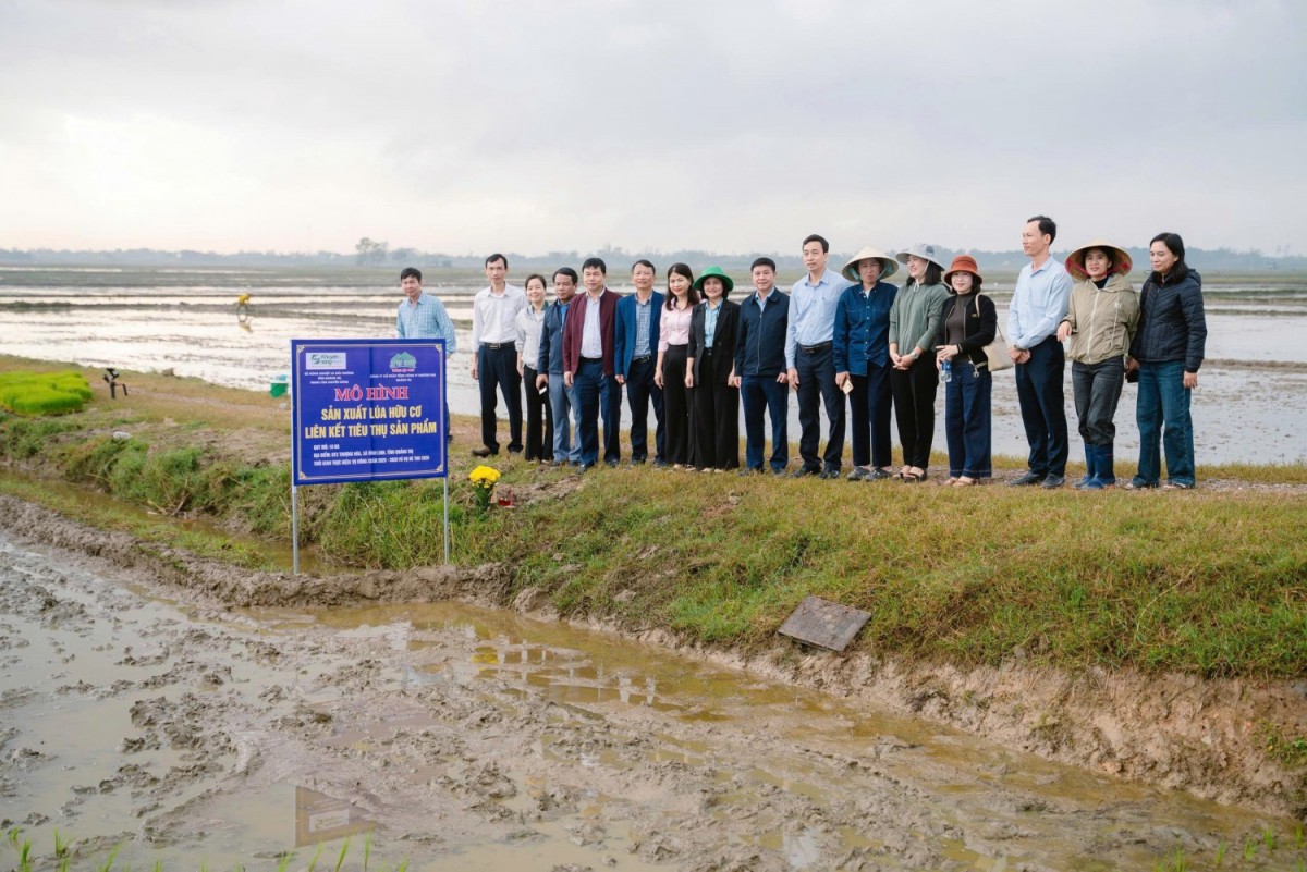 Sepon group triển khai mô hình sản xuất lúa hữu cơ sử dụng máy cấy mạ khay tại xã Vĩnh Linh