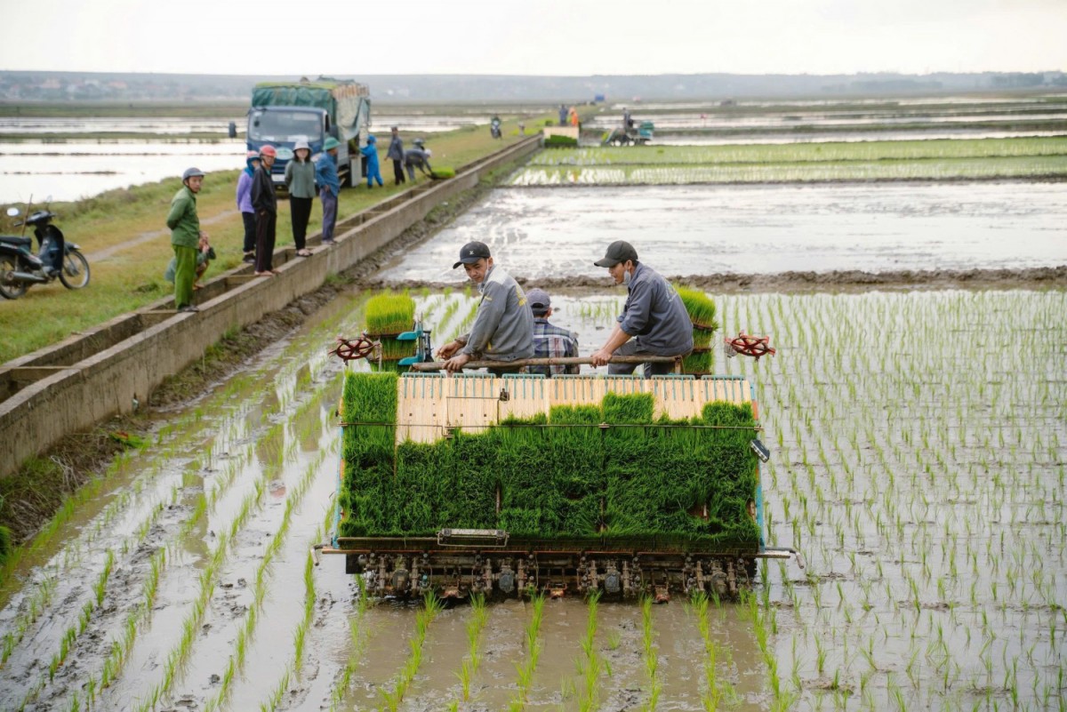 Sepon group triển khai mô hình sản xuất lúa hữu cơ sử dụng máy cấy mạ khay tại xã Vĩnh Linh