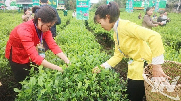 Phấn đấu có thêm từ 2.000ha chè trở lên đạt tiêu chuẩn VietGAP, hữu cơ