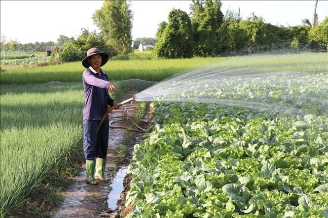 Nông dân Vĩnh Long tất bật xuống giống rau phục vụ Tết 2026