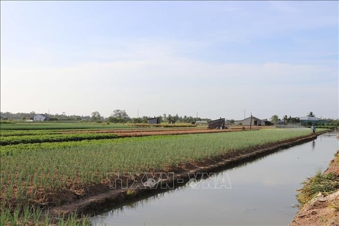 Nông dân Vĩnh Long tất bật xuống giống rau phục vụ Tết 2026