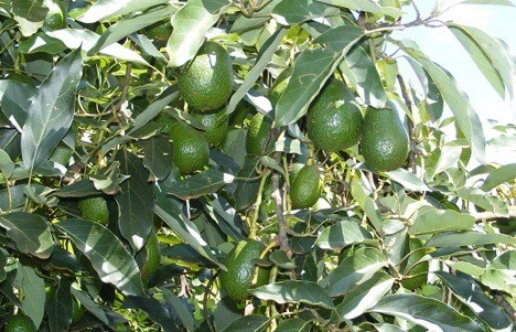 Cách mạng xanh cho ngành bơ Ôxtrâylia: công nghệ AI giám sát Carbohydrate - Cổng thông tin điện tử Cục Thông tin, Thống kê