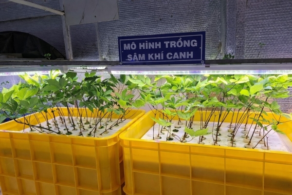 Xây dựng mô hình trồng sâm non bằng phương pháp khí canh