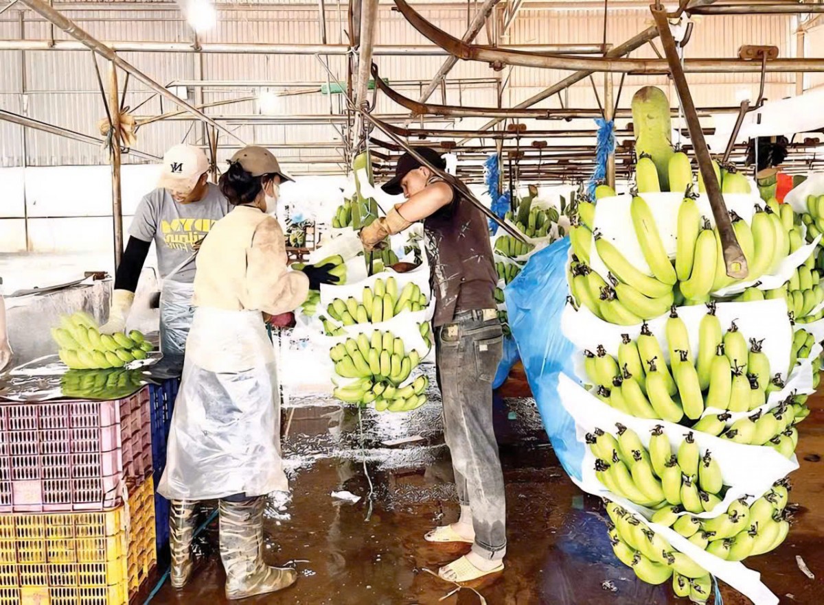 Xuất khẩu nông sản: 