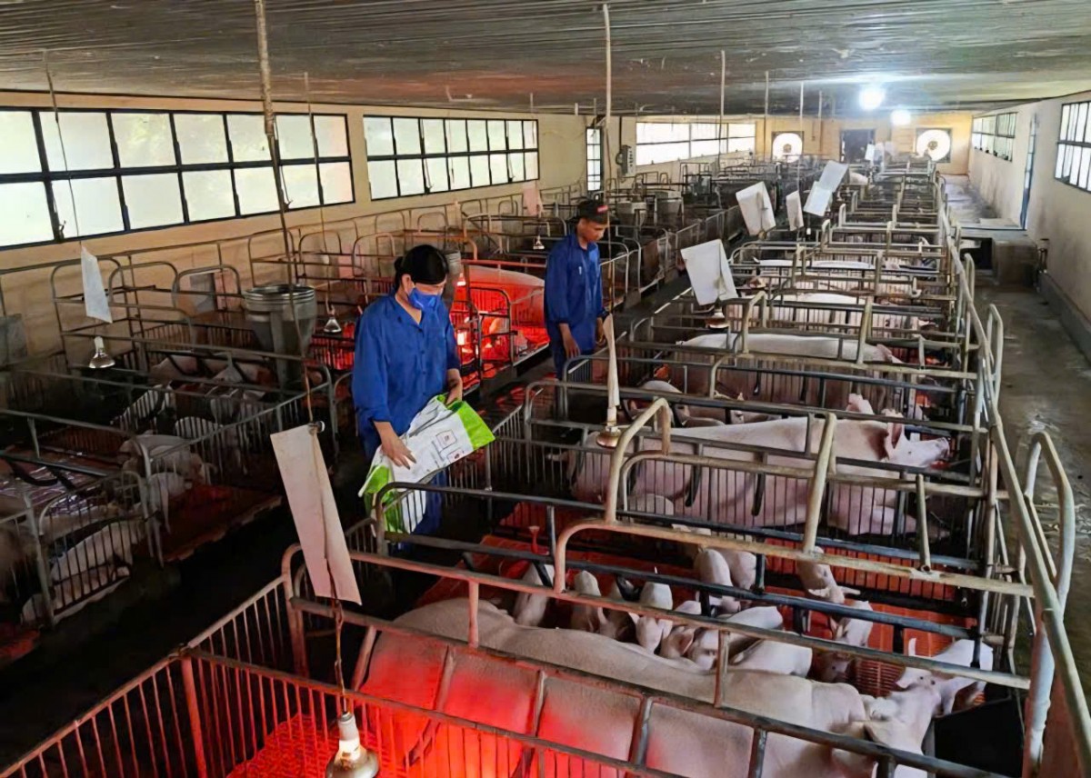 Gia Lai: Chuyển dịch mạnh sang chăn nuôi tập trung, quy mô lớn