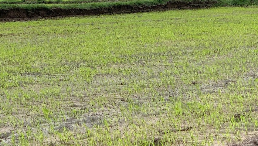 Nông dân Hà Tĩnh hướng tới sản xuất hữu cơ ngay từ đầu vụ Đông Xuân