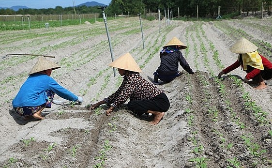 Nông dân Hà Tĩnh hướng tới sản xuất hữu cơ ngay từ đầu vụ Đông Xuân