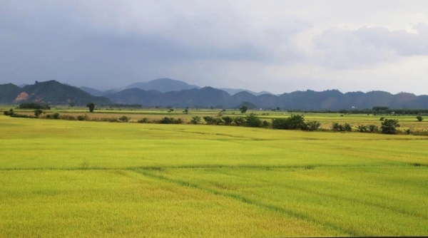 Lâm Đồng phê duyệt hơn 25.000 ha vùng quy hoạch trồng lúa chất lượng cao