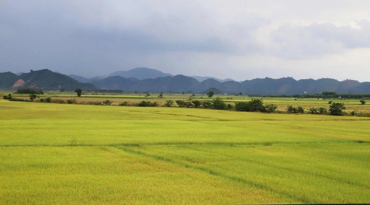 Lâm Đồng phê duyệt hơn 25.000 ha vùng quy hoạch trồng lúa chất lượng cao